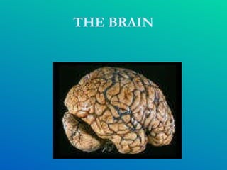 THE BRAIN 