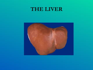 THE LIVER 