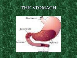THE STOMACH 