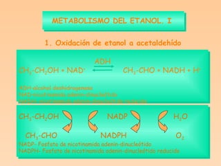 METABOLISMO DEL ETANOL. I   ADH CH 3 -CH 2 OH + NAD +   CH 3 -CHO + NADH + H + ADH-alcohol deshidrogenasa NAD-nicotinamida adenin-dinucleótido NADH- nicotinamida adenin-dinucleótido reducido CH 3 -CH 2 OH NADP H 2 O CH 3 -CHO   NADPH  O 2 NADP- Fosfato de nicotinamida adenin-dinucleótido NADPH- Fosfato de nicotinamida adenin-dinucleótido reducido 1. Oxidación de etanol a acetaldehído 