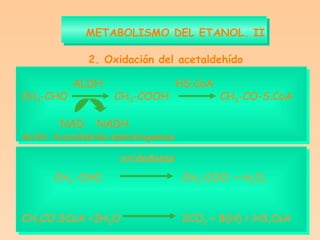 METABOLISMO DEL ETANOL. II 2. Oxidación del acetaldehído   ALDH   HS.CoA CH 3 -CHO   CH 3 -COOH   CH 3 -CO-S.CoA    NAD  NADH ALDH- Acetaldehído deshidrogenasa    oxidadasas CH 3  -CHO CH 3 -COO -  + H 2 O 2 CH 3 CO.SCoA +3H 2 O 2CO 2  + 8(H) + HS.CoA 