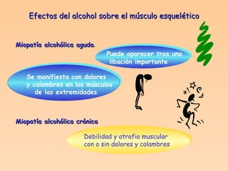 Efectos del alcohol sobre el músculo esquelético Miopatía alcohólica aguda .  Puede aparecer tras una   libación importante Se manifiesta con dolores y calambres en los músculos de las extremidades Miopatía alcohólica crónica Debilidad y atrofia muscular con o sin dolores y calambres 