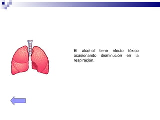 El alcohol tiene efecto tóxico
ocasionando disminución en la
respiración.
 