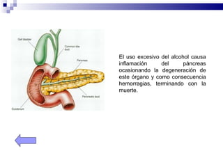 El uso excesivo del alcohol causa
inflamación     del      páncreas
ocasionando la degeneración de
este órgano y como consecuencia
hemorragias, terminando con la
muerte.
 