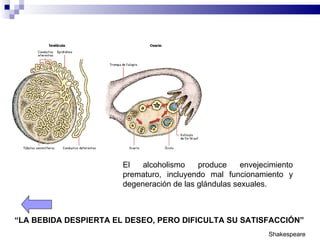El   alcoholismo    produce     envejecimiento
                       prematuro, incluyendo mal funcionamiento y
                       degeneración de las glándulas sexuales.



“LA BEBIDA DESPIERTA EL DESEO, PERO DIFICULTA SU SATISFACCIÓN”
                                                              Shakespeare
 