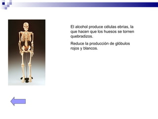 El alcohol produce células ebrias, la
que hacen que los huesos se tornen
quebradizos.
Reduce la producción de glóbulos
rojos y blancos.
 