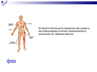 El alcohol disminuye la resistencia del cuerpo a
las enfermedades al limitar drásticamente la
producción de glóbulos blancos.
 