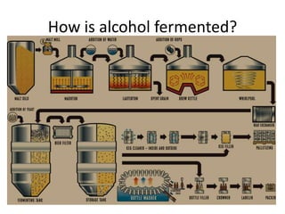 How is alcohol fermented?
 