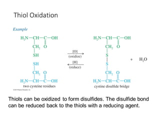 Thiol Oxidation
Thiols can be oxidized to form disulfides. The disulfide bond
can be reduced back to the thiols with a reducing agent.
 