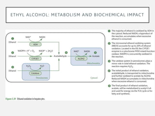 Alcohol-ADVI (1).pptx. Ethanol is rapidly oxidised by the body to ...