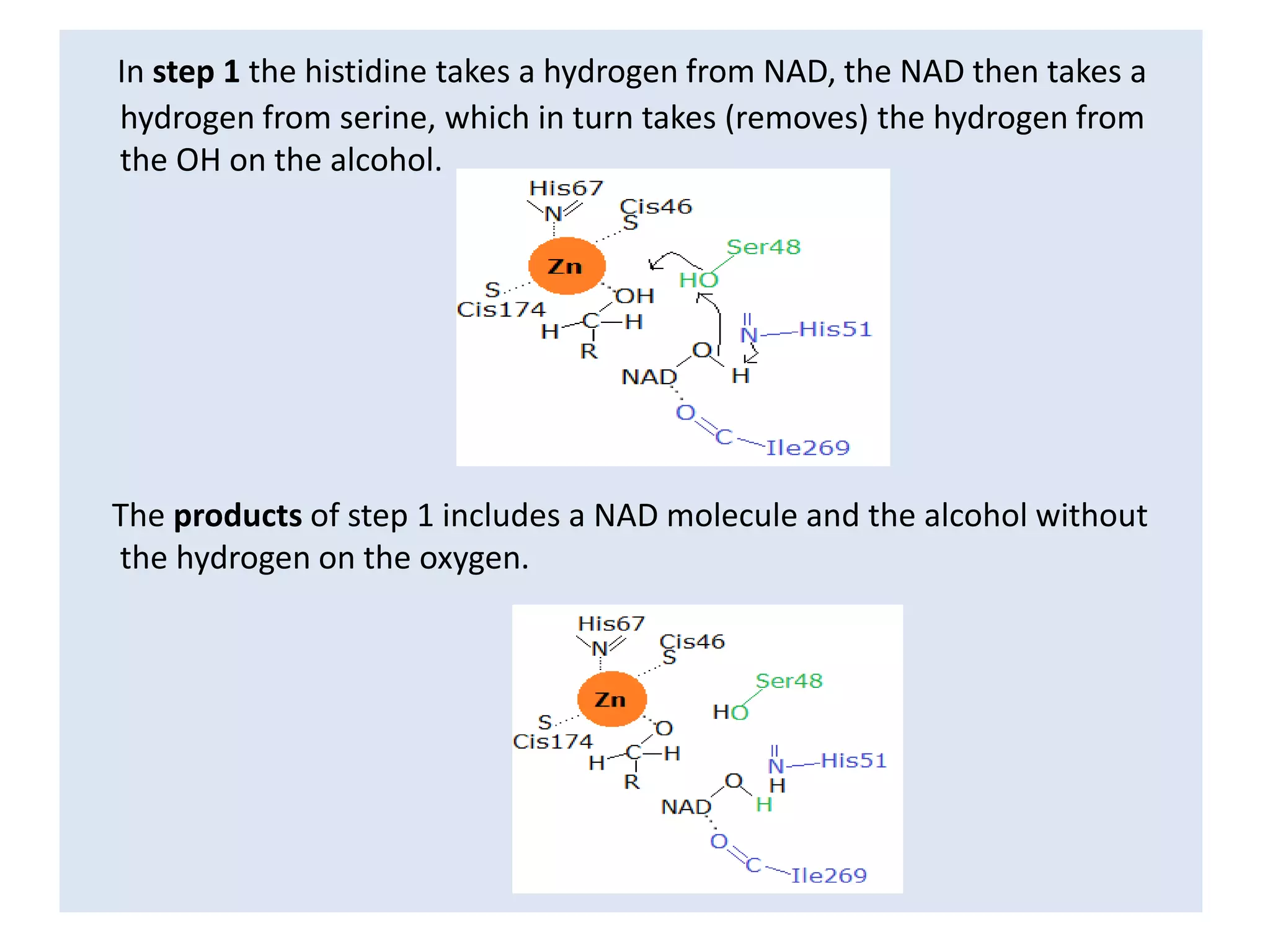 In step 1 the histidine takes a hydrogen from NAD, the NAD then takes a
hydrogen from serine, which in turn takes (removes) the hydrogen from
the OH on the alcohol.
The products of step 1 includes a NAD molecule and the alcohol without
the hydrogen on the oxygen.
 