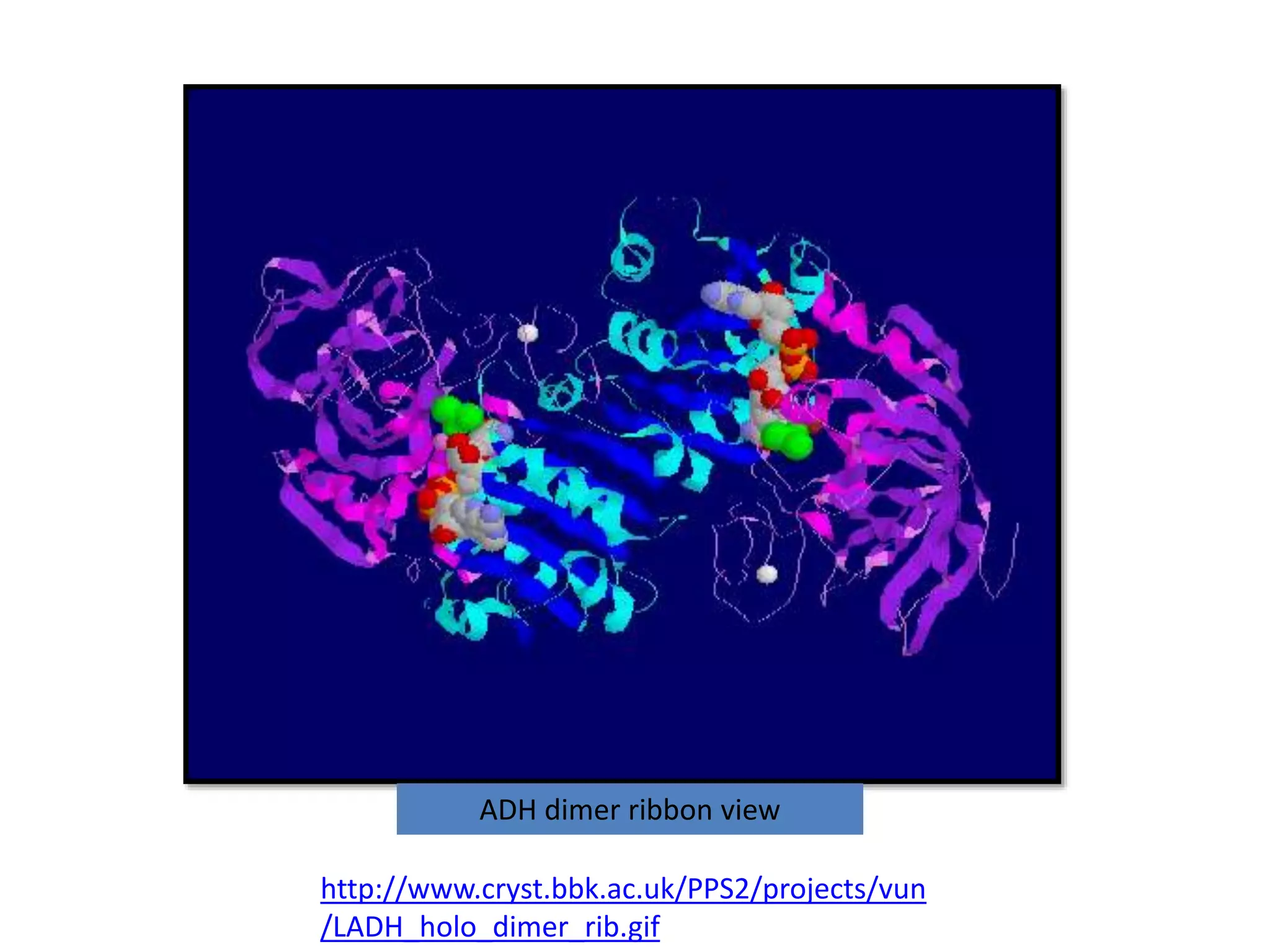http://www.cryst.bbk.ac.uk/PPS2/projects/vun
/LADH_holo_dimer_rib.gif
ADH dimer ribbon view
 