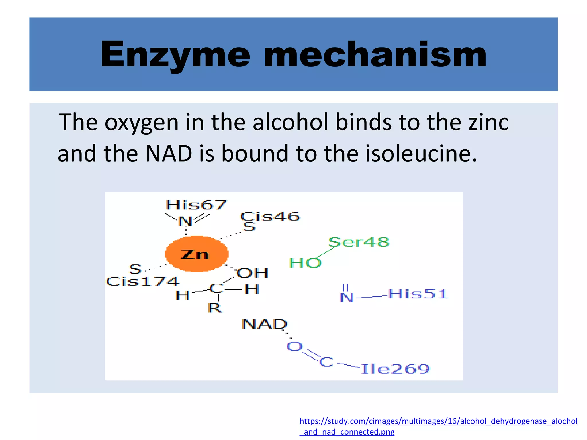 Enzyme mechanism
The oxygen in the alcohol binds to the zinc
and the NAD is bound to the isoleucine.
https://study.com/cimages/multimages/16/alcohol_dehydrogenase_alochol
_and_nad_connected.png
 
