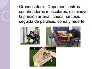  Grandes dosis: Deprimen centros
coordinadores musculares, disminuye
la presión arterial, causa narcosis
seguida de parálisis, coma y muerte
 