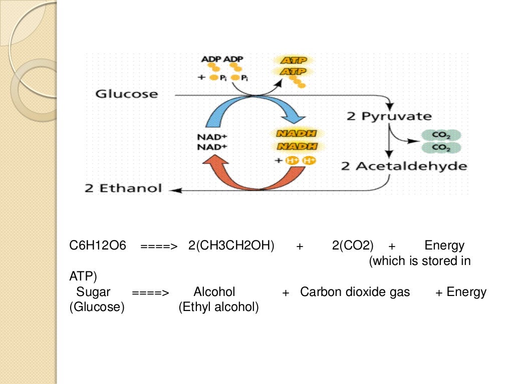 Alcohol fermentation - SliDe 5 1024