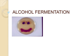 ALCOHOL FERMENTATION
 