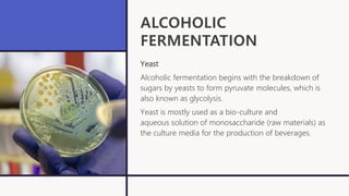 ALCOHOLIC
FERMENTATION
Yeast
Alcoholic fermentation begins with the breakdown of
sugars by yeasts to form pyruvate molecules, which is
also known as glycolysis.
Yeast is mostly used as a bio-culture and
aqueous solution of monosaccharide (raw materials) as
the culture media for the production of beverages.
 
