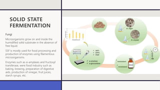 SOLID STATE
FERMENTATION
Fungi
Microorganisms grow on and inside the
humidified solid substrate in the absence of
free liquid.
SSF is mostly used for food processing and
production of enzymes using filamentous
microorganisms.
Enzymes such as α-amylases and fructosyl
transferase, were food industry such as
baking, brewing, preparation of digestive
aids, production of vinegar, fruit juices,
starch syrups, etc.
 
