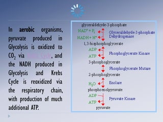 In aerobic organisms,
pyruvate produced in
Glycolysis is oxidized to
CO2 via Krebs Cycle, and
the NADH produced in
Glycolysis and Krebs
Cycle is reoxidized via
the respiratory chain,
with production of much
additional ATP.
 
