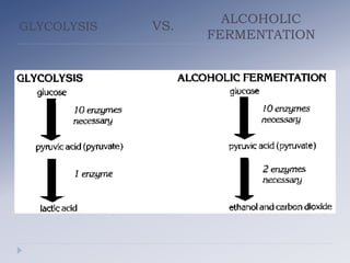 GLYCOLYSIS
ALCOHOLIC
FERMENTATION
VS.
 