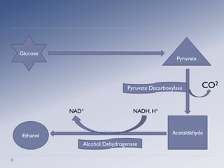 Glucose
Pyruvate
Acetaldehyde
Pyruvate Decarboxylase CO2
Ethanol
Alcohol Dehydrogenase
NADH, H+NAD+
 