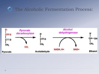 The Alcoholic Fermentation Process:
 