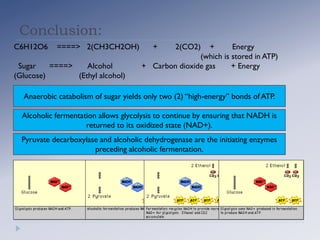 Conclusion:
C6H12O6 ====> 2(CH3CH2OH) + 2(CO2) + Energy
(which is stored in ATP)
Sugar ====> Alcohol + Carbon dioxide gas + Energy
(Glucose) (Ethyl alcohol)
Anaerobic catabolism of sugar yields only two (2) “high-energy” bonds of ATP.
Alcoholic fermentation allows glycolysis to continue by ensuring that NADH is
returned to its oxidized state (NAD+).
Pyruvate decarboxylase and alcoholic dehydrogenase are the initiating enzymes
preceding alcoholic fermentation.
 