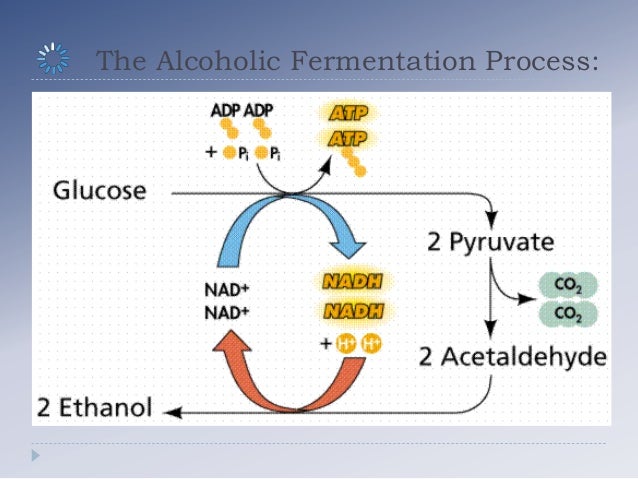 Ethyl Alcohol Fermentation Diagram Alcoholic Fermentation Ethyl Alcohol Fermentation Diagram Alcoholic Fermentation