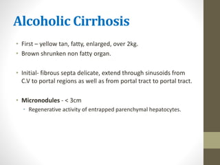 Alcoholic Cirrhosis
• First – yellow tan, fatty, enlarged, over 2kg.
• Brown shrunken non fatty organ.
• Initial- fibrous septa delicate, extend through sinusoids from
C.V to portal regions as well as from portal tract to portal tract.
• Micronodules - < 3cm
• Regenerative activity of entrapped parenchymal hepatocytes.
 