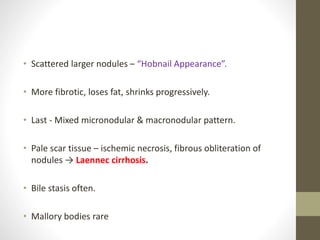 • Scattered larger nodules – “Hobnail Appearance”.
• More fibrotic, loses fat, shrinks progressively.
• Last - Mixed micronodular & macronodular pattern.
• Pale scar tissue – ischemic necrosis, fibrous obliteration of
nodules → Laennec cirrhosis.
• Bile stasis often.
• Mallory bodies rare
 