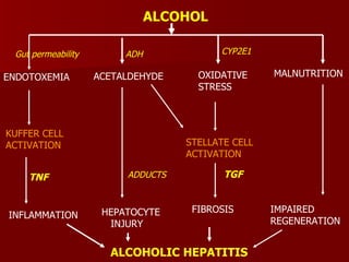 ALCOHOL ENDOTOXEMIA ACETALDEHYDE OXIDATIVE STRESS MALNUTRITION KUFFER CELL ACTIVATION INFLAMMATION HEPATOCYTE INJURY STELLATE CELL ACTIVATION FIBROSIS IMPAIRED  REGENERATION ALCOHOLIC HEPATITIS Gut permeability   ADH CYP2E1 TNF ADDUCTS TGF 
