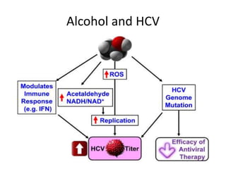 Alcohol and HCV
 