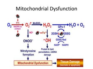 Mitochondrial Dysfunction
 