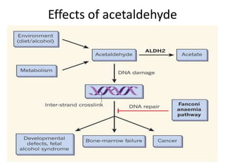 Effects of acetaldehyde
 