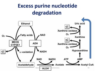 Excess purine nucleotide
degradation
53Namrata Chhabra, M.D.Biochemistry
 