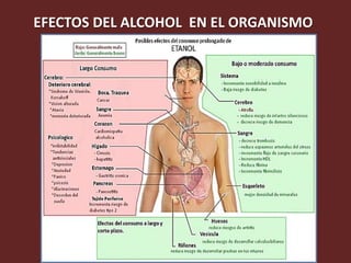 EFECTOS DEL ALCOHOL EN EL ORGANISMO
 
