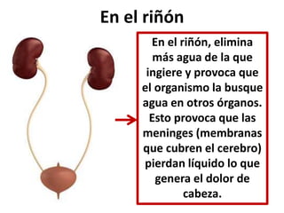 En el riñón 
En el riñón, elimina 
más agua de la que 
ingiere y provoca que 
el organismo la busque 
agua en otros órganos. 
Esto provoca que las 
meninges (membranas 
que cubren el cerebro) 
pierdan líquido lo que 
genera el dolor de 
cabeza. 
 