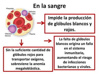 En la sangre 
Sin la suficiente cantidad de 
glóbulos rojos para 
transportar oxígeno, 
sobreviene la anemia 
megaloblástica. 
Impide la producción 
de glóbulos blancos y 
rojos. 
La falta de glóbulos 
blancos origina un fallo 
en el sistema 
inmunitario, 
aumentando el riesgo 
de infecciones 
bacterianas y virales. 
 