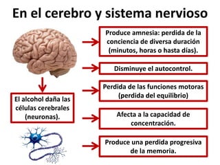 En el cerebro y sistema nervioso 
Produce amnesia: perdida de la 
conciencia de diversa duración 
(minutos, horas o hasta días). 
Perdida de las funciones motoras 
(perdida del equilibrio) 
Produce una perdida progresiva 
de la memoria. 
El alcohol daña las 
células cerebrales 
(neuronas). 
Disminuye el autocontrol. 
Afecta a la capacidad de 
concentración. 
 