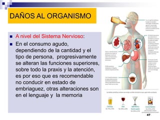 DAÑOS AL ORGANISMO
 A nivel del Sistema Nervioso:
 En el consumo agudo,
dependiendo de la cantidad y el
tipo de persona, progresivamente
se alteran las funciones superiores,
sobre todo la praxis y la atención,
es por eso que es recomendable
no conducir en estado de
embriaguez, otras alteraciones son
en el lenguaje y la memoria
47
 
