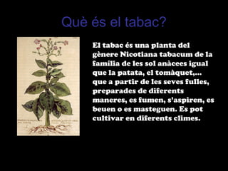 Què és el tabac?
El tabac és una planta del
gènere Nicotiana tabacum de la
família de les sol anàcees igual
que la patata, el tomàquet,...
que a partir de les seves fulles,
preparades de diferents
maneres, es fumen, s’aspiren, es
beuen o es masteguen. Es pot
cultivar en diferents climes.
 