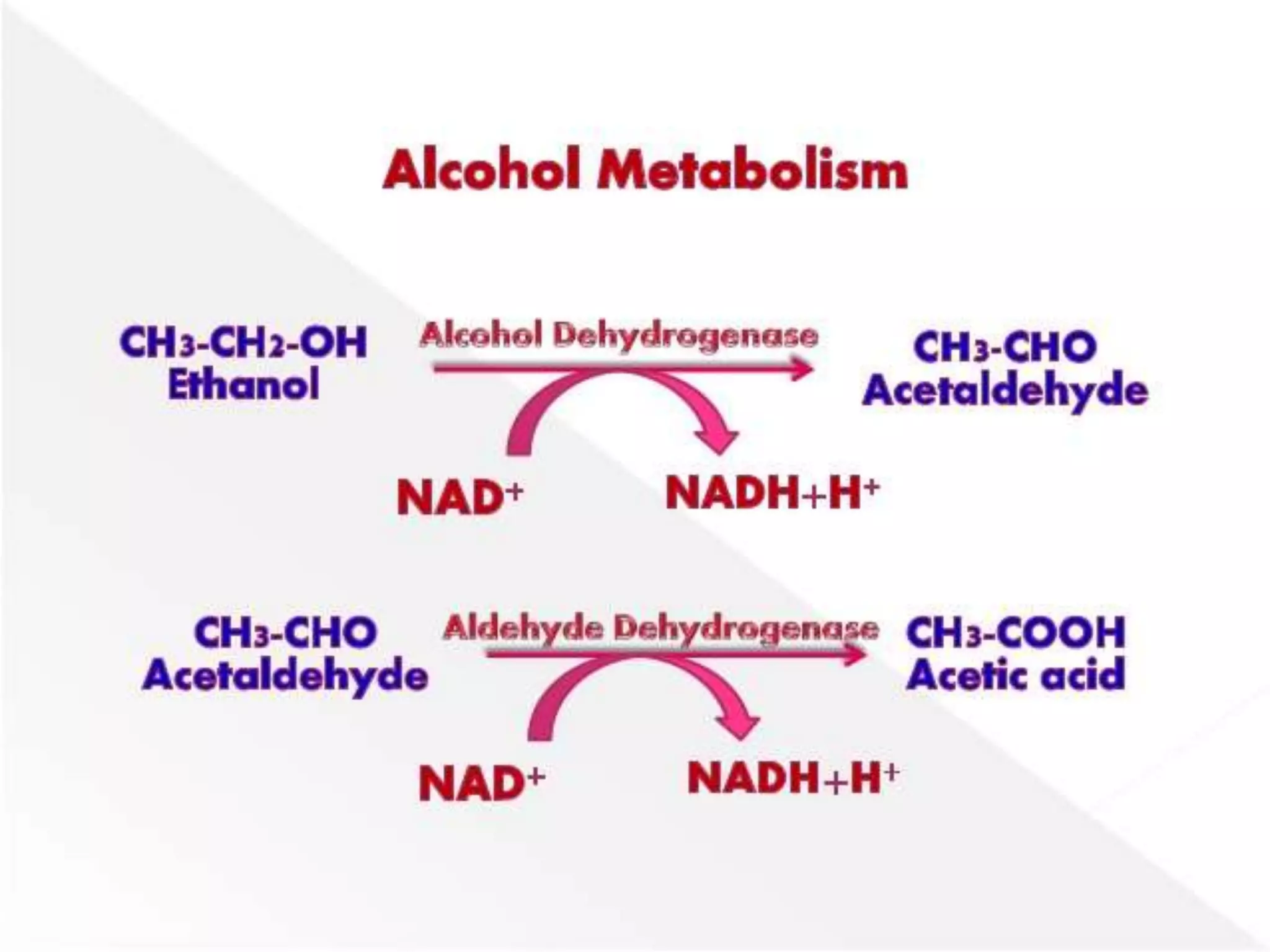 Alcohol Metabolism PPT Alcohol Metabolism PPT