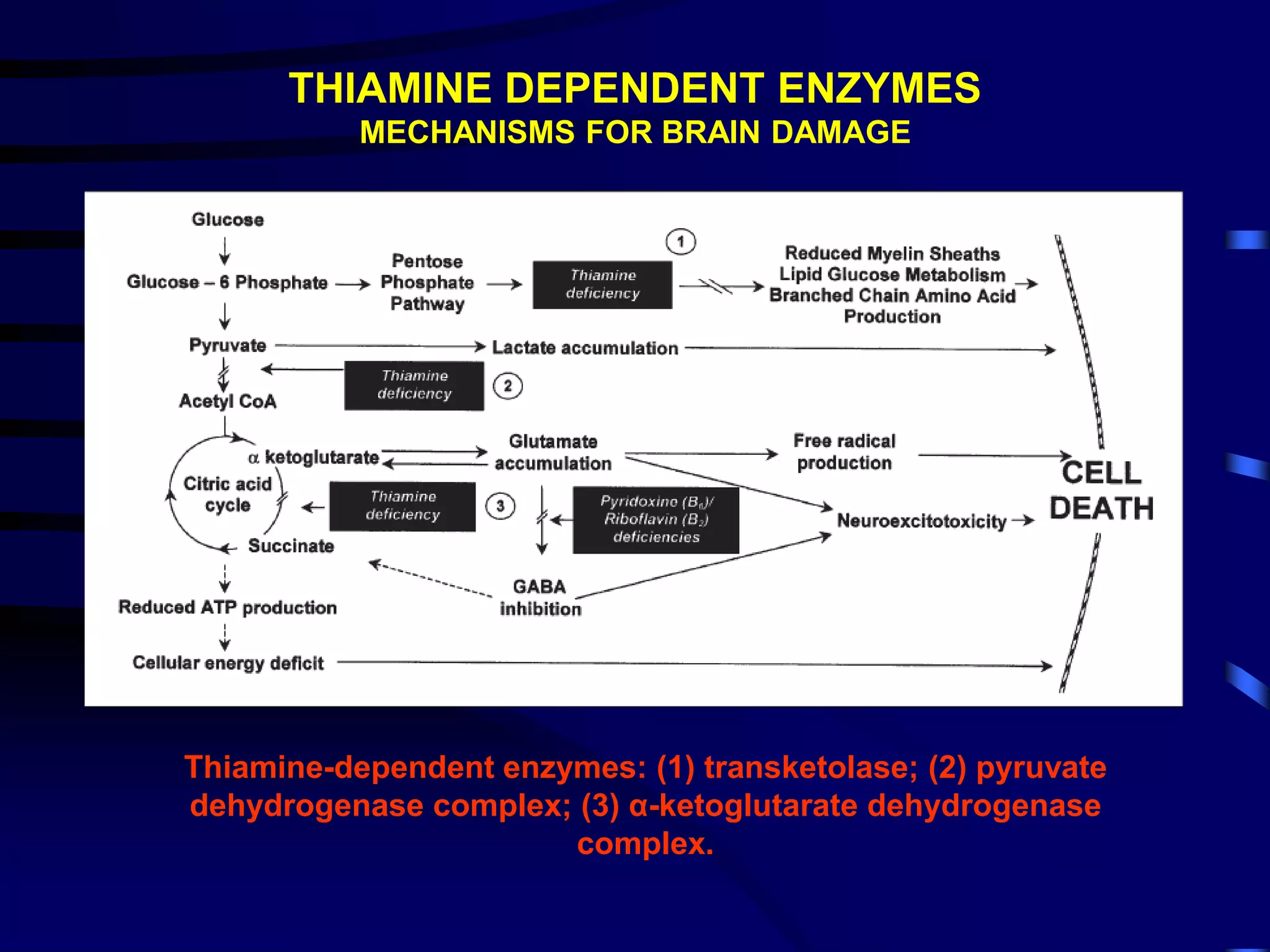 THIAMINE DEPENDENT ENZYMES
MECHANISMS FOR BRAIN DAMAGE
Thiamine-dependent enzymes: (1) transketolase; (2) pyruvate
dehydrogenase complex; (3) α-ketoglutarate dehydrogenase
complex.
 