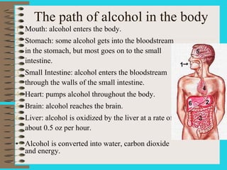 The path of alcohol in the body
1. Mouth: alcohol enters the body.
2. Stomach: some alcohol gets into the bloodstream
in the stomach, but most goes on to the small
intestine.
3. Small Intestine: alcohol enters the bloodstream
through the walls of the small intestine.
4. Heart: pumps alcohol throughout the body.
5. Brain: alcohol reaches the brain.
6. Liver: alcohol is oxidized by the liver at a rate of
about 0.5 oz per hour.
• Alcohol is converted into water, carbon dioxide
and energy.
 