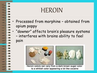 HEROIN
• Processed from morphine – obtained from
opium poppy
• “downer” affects brain’s pleasure systems
– interferes with brains ability to feel
pain
 