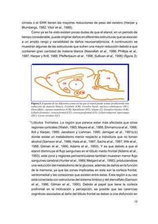 cirrosis o el SWK tienen las mayores reducciones de peso del cerebro (Harper y
Blumbergs, 1982; Vitor et al., 1989).
        Como ya se ha visto existen pocas dudas de que el etanol, en un periodo de
tiempo considerable, puede originar daños en diferentes estructuras que se asocian
a un amplio rango y variabilidad de daños neuroanatómicos. A continuación se
muestran algunas de las estructuras que sufren una mayor reducción debido a que
contienen gran cantidad de materia blanca (Nasrallah et al., 1986; Phillips et al.,
1987; Harper y Krill, 1988; Pfefferbaum et al., 1996; Sullivan et al., 1996) (figura 3):




       Figura 3. Esquema de las diferentes zonas en las que el etanol puede actuar produciendo una
       reducción de materia blanca; Cerebelo (CB); Cerebro basal: núcleos colinérgicos (NC);
       Diencéffalo: cuerpos mamilares (CM), hipotálamo (HT), tálamo (T); Ganglios basales (GB);
       Lóbulos frontales: corteza frontal (CF), corteza prefrontal (CP); Lóbulo temporal: hipocampo
       (HC); Locus ceruleus (LC).

      *Lóbulos frontales. La región que parece estar más afectada que otras
       regiones corticales (Walsh, 1985; Mayes et al., 1988; Shimamura et al., 1988;
       Kril y Harper, 1989; Jacobson y Lishman, 1990; Jernigan et al., 1991a,b)
       donde existe un metabolismo menor respecto a individuos que no toman
       alcohol (Samson et al., 1986; Hata et al., 1987; Sachs et al., 1987; Wik et al.,
       1988; Gilman et al., 1990; Adams et al., 1993). Y es que debido a que el
       etanol disminuye el flujo sanguíneo en el lóbulo medio frontal (Adams et al.,
       1993), esta zona y regiones periventriculares también muestran menor flujo
       sanguíneo cerebral (Hunter et al., 1989; Melgard et al., 1990), produciendose
       una reducción del metabolismo de la glucosa, además de daños en la función
       de la memoria, ya que las zonas implicadas en esta son la corteza frontal,
       ventromedial y las conexiones que existen entre estas. Esta región a su vez
       está conectada con estructuras del sistema límbico y del diencéfalo (Samson
       et al., 1986; Gilman et al., 1990). Debido al papel que tiene la corteza
       prefrontal en la motivación y percepción, es posible que las carencias
       cognitivas asociadas al daño del lóbulo frontal se deban a una disfunción en

                                                                                                      10
 
