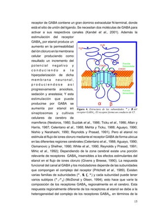 receptor de GABA contiene un gran dominio extracelular N-terminal, donde
está el sitio de unión del ligando. Se necesitan dos moléculas de GABA para
activar a sus respectivos canales (Kandel et al., 2001). Además la
estimulación del receptor
GABAA por etanol produce un
aumento en la permeabilidad
del ión cloruro en la membrana
celular produciendo como
resultado un incremento del
potencial negativo y
conduciendo              a     la
hiperpolarización de dicha
membrana neuronal,
produciendose                así
progresivamente anxiolisis,
sedación y anestesia; Y esta
estimulación que puede
producirse por GABA se
aumenta por etanol en Figura 4. Estructura de las subunidades " y $ del
                                                                           -
sinaptosomas y cultivos receptor GABAA. El receptor forma un conducto de Cl .
celulares de cerebro de
mamíferos (Nestoros, 1980; Suzdak et al., 1986; Ticku et al., 1986; Allan y
Harris, 1987; Celentano et al., 1988; Mehta y Ticku, 1988; Aguayo, 1990;
Nishio y Narahashi, 1990; Reynolds y Prasad, 1991). Pero el etanol no
estimula el flujo de iones cloruro mediante el receptor GABA de forma ubicua
en las diferentes regiones cerebrales (Celentano et al., 1988; Aguayo, 1990;
Osmanovic y Shefner, 1990; White et al., 1990; Reynolds y Prasad, 1991;
Mihic et al., 1992); Dependiendo de la zona cerebral existe una porción
relevante de receptores GABAA insensibles a los efectos estimulantes del
etanol en el flujo de iones cloruro (Givens y Breese, 1990). La respuesta
funcional del canal al GABA y los moduladores depende de las subunidades
que compongan el complejo del receptor (Pritchett et al., 1989). Existen
varias familias de subunidades (", $, (, *) y cada subunidad puede tener
varios subtipos ("1-"6) (McDonal y Olsen, 1994), esto hace que varíe la
composición de los receptores GABAA regionalmente en el cerebro. Esta
respuesta regionalmente diferente de los receptores al etanol se debe a la
heterogeneidad del complejo de los receptores GABAA, en términos de la

                                                                          15
 