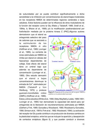de subunidades per se puede contribuir significativamente a dicha
sensibilidad a la inhibición por concentraciones de etanol bajas-moderadas
en los receptores NMDA de determinadas regiones cerebrales o tipos
celulares. Estos factores pueden ser la influencia de otros moduladores de
la función del receptor como la Gly (Rabe y Tabakoff, 1990; Snell et al.,
1994a, b; Bhave et al., 1999) y/o la modificación posttranslacional por
fosforilación mediada por la proteina kinasa C (PKC).Algunos autores
demostraron que el etanol es
antagonista selectivo del paso
de cationes que va asociado a
la estimulación de los
receptores NMDA in vitro
(Hoffman et al., 1989; Lovinger
et al., 1989). La corriente de
iones estimulada por NMDA se
inhibe por etanol en células del
hipocampo dependientes de
voltaje. Este efecto del etanol
tiene un umbral bajo que
además es dependiente de
concentración (Lovinger et al.,
1989). Otro estudio demostró
que el etanol a bajas
concentraciones disminuye la
entrada de Ca2+ estimulada por
NMDA (Tabakoff y Von
Wartburg, 1975) y produce
                                     Figura 5. Esquema de la actuación del recepotr NMDA y
guanosin-monofosfato cíclico cambios en su plasticidad neuronal.
(GMPc) (Hoffman et al., 1989).
Estos y otros estudios (White et al., 1990; Dildy-Mayfield y Leslie, 1989;1991;
Lovinger et al., 1990) han demostrado la capacidad del etanol para ser
antagonista de la liberación de neurotransmisores estimulada por NMDA
(Göthert y Fink, 1989; Gonzales y Woodward, 1990; Woodward y Gonzales,
1990; Simson et al., 1991b; Fink et al., 1992; Woodward, 1994). La activación
del receptor de Glu puede contribuir a la producción de diversos cambios en
la plasticidad sináptica, entre los que se incluyen la aparición y desaparición
de contactos sinápticos (figura 5), y que pueden conducir a diversas

                                                                                      18
 