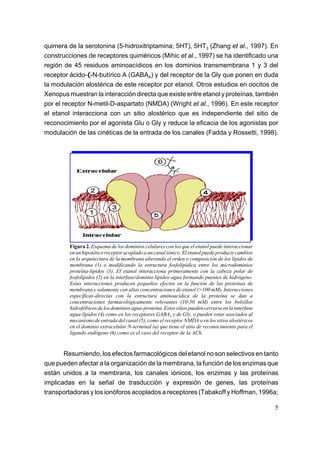quimera de la serotonina (5-hidroxitriptamina; 5HT), 5HT3 (Zhang et al., 1997). En
construcciones de receptores quiméricos (Mihic et al., 1997) se ha identificado una
región de 45 residuos aminoacídicos en los dominios transmembrana 1 y 3 del
receptor ácido-(-N-butírico A (GABAA) y del receptor de la Gly que ponen en duda
la modulación alostérica de este receptor por etanol. Otros estudios en oocitos de
Xenopus muestran la interacción directa que existe entre etanol y proteínas, también
por el receptor N-metil-D-aspartato (NMDA) (Wright et al., 1996). En este receptor
el etanol interacciona con un sitio alostérico que es independiente del sitio de
reconocimiento por el agonista Glu o Gly y reduce la eficacia de los agonistas por
modulación de las cinéticas de la entrada de los canales (Fadda y Rossetti, 1998).




         Figura 2. Esquema de los dominios celulares con los que el etanol puede interaccionar
         en un hipotético receptor acoplado a un canal iónico. El etanol puede producir cambios
         en la arquitectura de la membrana alterando el orden o composición de los lípidos de
         membrana (1) o modificando la estructura fosfolipídica entre los microdominios
         proteína-lípidos (3). El etanol interacciona primeramente con la cabeza polar de
         fosfolípidos (2) en la interfase/dominio lípidos-agua formando puentes de hidrógeno.
         Estas interacciones producen pequeños efectos en la función de las proteínas de
         membrana y solamente con altas concentraciones de etanol (>100 mM). Interacciones
         específicas-directas con la estructura aminoacídica de la proteína se dan a
         concentraciones farmacológicamente relevantes (10-50 mM) entre los bolsillos
         hidrofóbicos de los dominios agua-proteína. Estos sitios pueden cerrarse en la interfase
         agua-lípidos (4) como en los receptores GABAA y de Gly, o pueden estar asociados al
         mecanismo de entrada del canal (5), como el receptor NMDA o en los sitios alostéricos
         en el dominio extracelular N-terminal (a) que tiene el sitio de reconocimiento para el
         ligando endógeno (6) como es el caso del receptor de la ACh.


       Resumiendo, los efectos farmacológicos del etanol no son selectivos en tanto
que pueden afectar a la organización de la membrana, la función de los enzimas que
están unidos a la membrana, los canales iónicos, los enzimas y las proteínas
implicadas en la señal de trasducción y expresión de genes, las proteínas
transportadoras y los ionóforos acoplados a receptores (Tabakoff y Hoffman, 1996a;

                                                                                                    5
 
