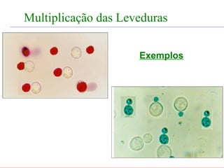 FABRICAÇÃO DO ÁLCOOL


       Multiplicação das Leveduras
                   INTRODUÇÃO




                            Exemplos
 